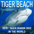 Tiger shark diving at Tiger Beach, Bahamas.