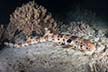 Triton Bay Epaulette Shark