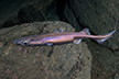 Velvet belly lanternshark