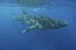 Whale Shark