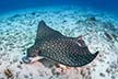 Whitespotted eagle ray - Aetobatus narinari