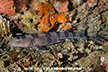 Whitespotted Bamboo Shark