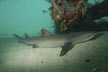 Whitetip Reef Shark