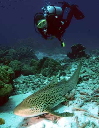 http://www.elasmodiver.com/images/Zebra-shark-12b.jpg