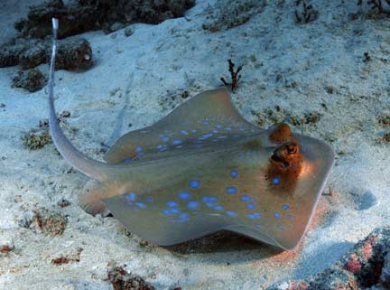 Enlarged image More Blue spotted stingray photographs