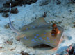 Blue Spotted Stingray