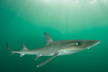 dusky smoothhound a.k.a. smooth dogfish