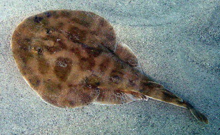 http://www.elasmodiver.com/images/lesser-electric-ray-top-pro.jpg