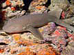 Nurse Shark