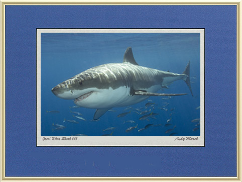 great white shark picture