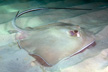 Southern Stingray Hypanus americana