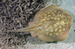 Round Stingray