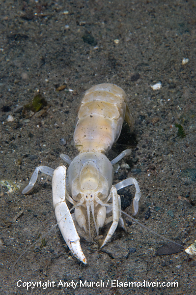 Bay Ghost Shrimp Pictures. Images of Neotrypaea californiensis