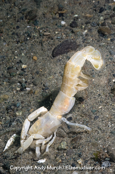 Bay Ghost Shrimp Pictures. Images of Neotrypaea californiensis