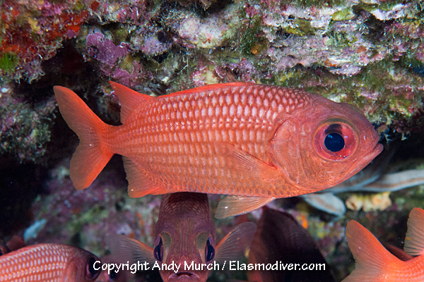 Panamic Soldierfish