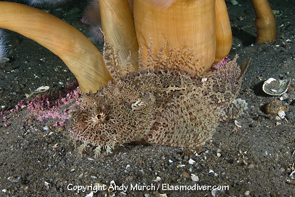 Sea Raven