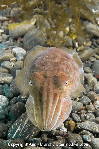 Sepia officinalis common cuttlefish hi-res stock photography and