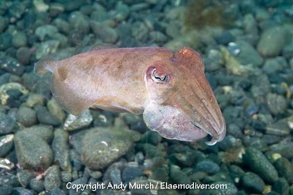 Sepia officinalis common cuttlefish hi-res stock photography and