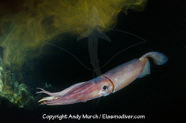 Humboldt Squid