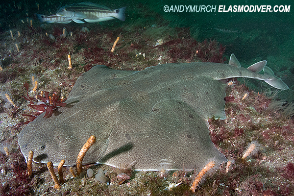 Angular angelshark