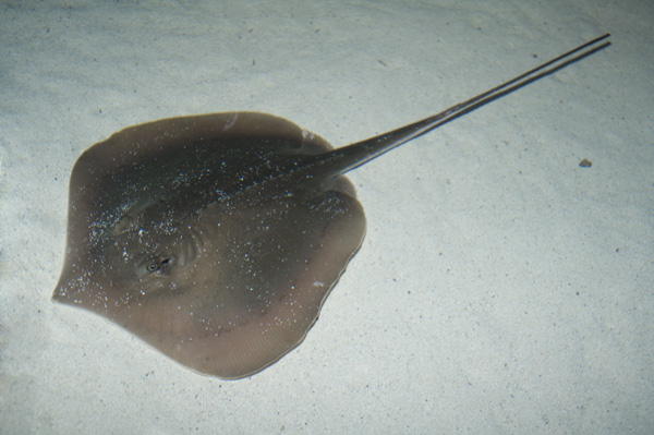 Atlantic Stingray picture