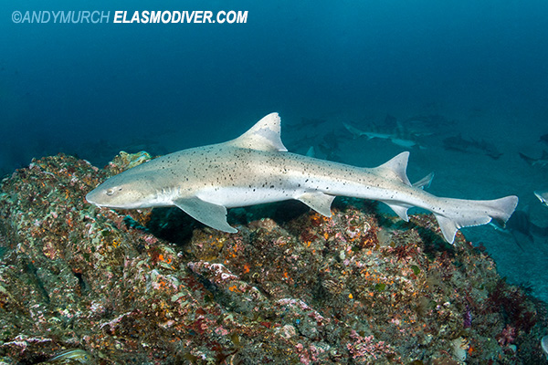 Banded houndshark with many spots