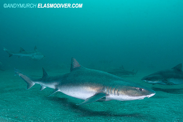 Banded houndshark