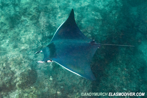 A bentfin devil ray in Baja