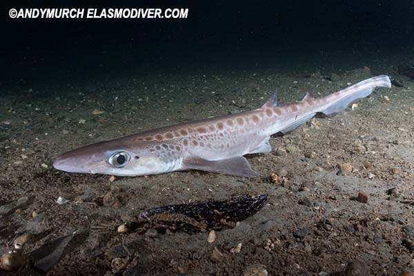 Blackmouth Catshark