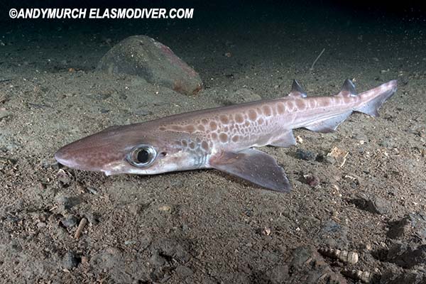 Blackmouth Catshark