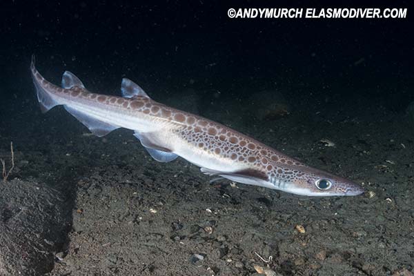 Blackmouth Catshark