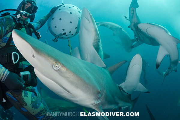 blacktip shark feed