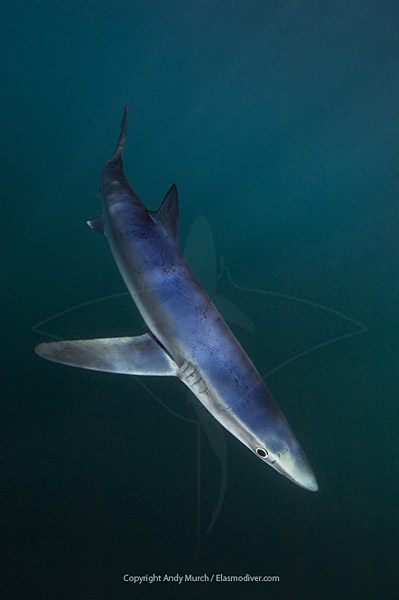 blue shark in emerald green water