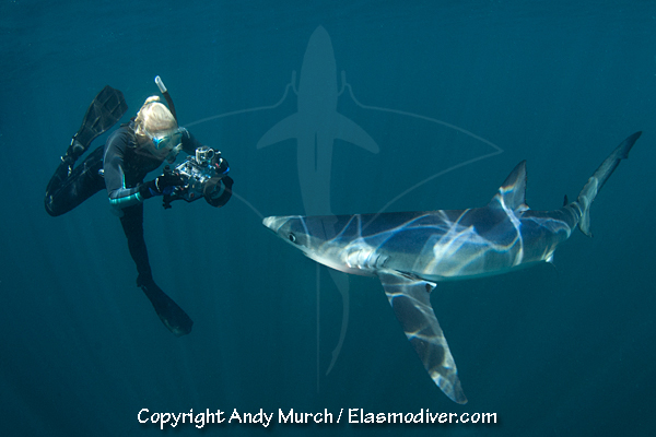 Diver shark diving with a shark.