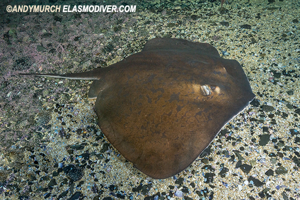 blue stingray