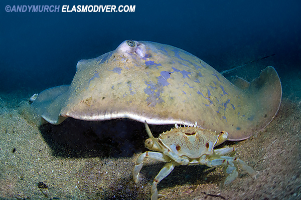 blue stingray with crab