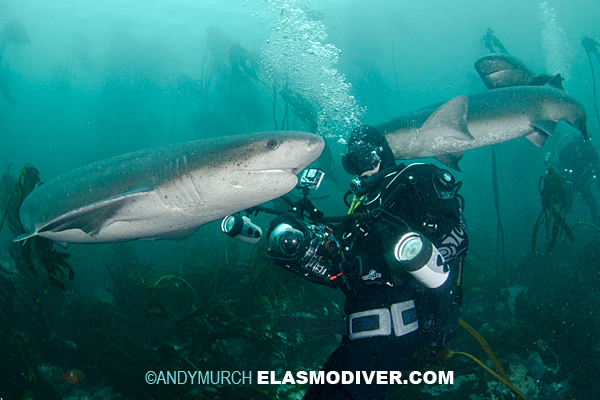Diver with many sevengill sharks