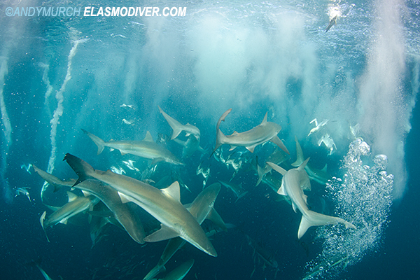 Bronze Whaler Sharks on the Sardine Run