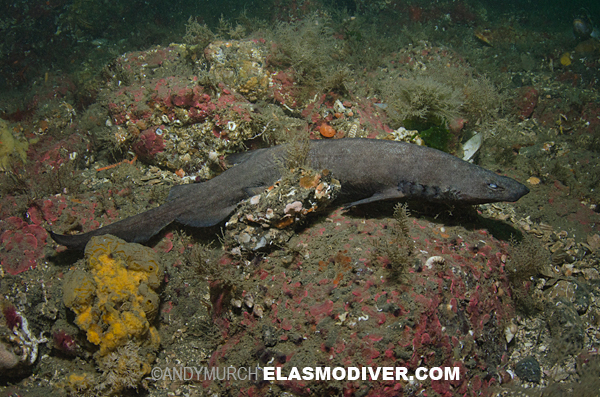 Brown Catshark