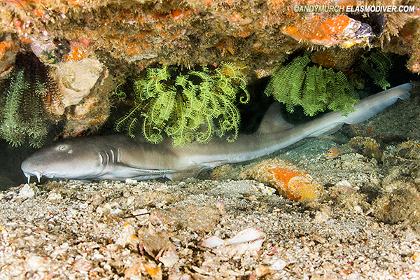 Adult brownbanded bamboo shark