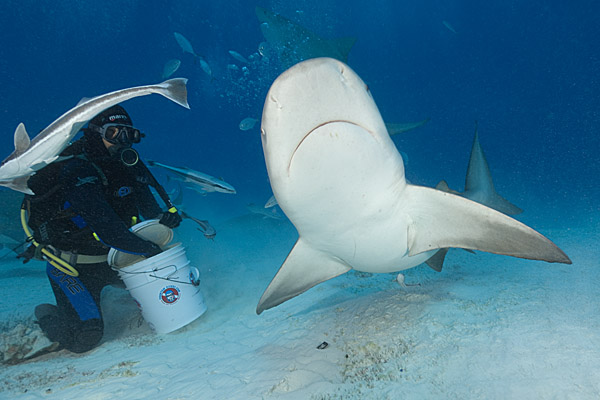 Bull Shark feed