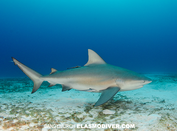 Bull Shark