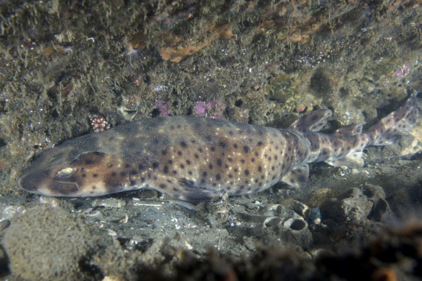 Swell Shark picture