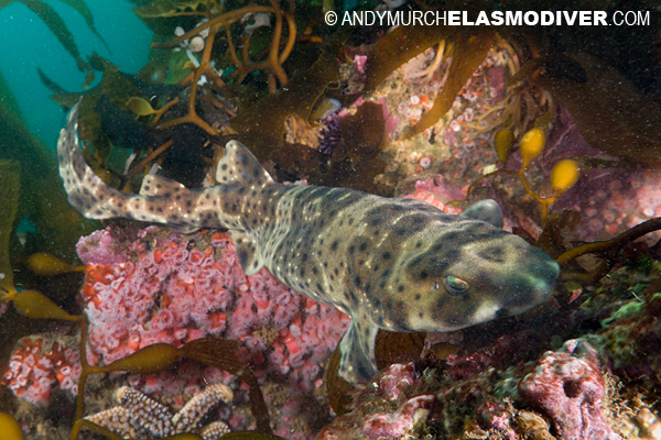 California Swell Shark