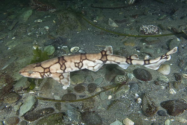 Chain dogfish