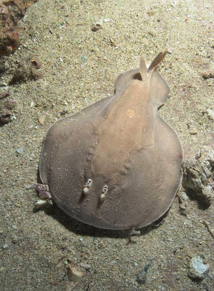 coffin ray