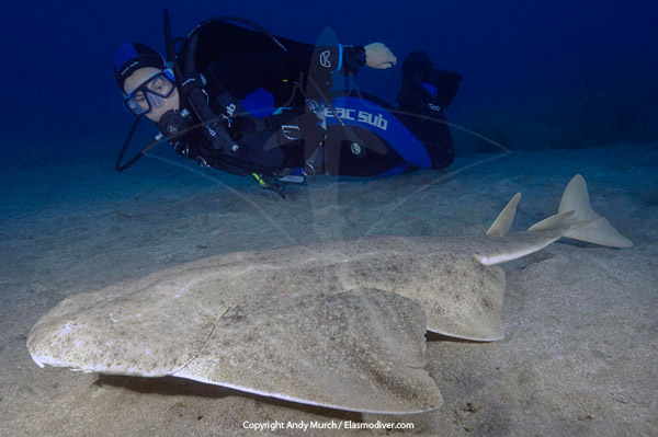 Angel Shark