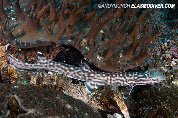 Coral Catshark Atelomycterus marmoratus