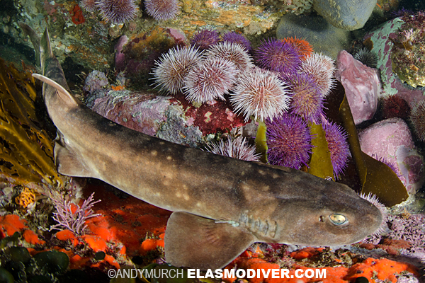 Dark Shyshark in False Bay