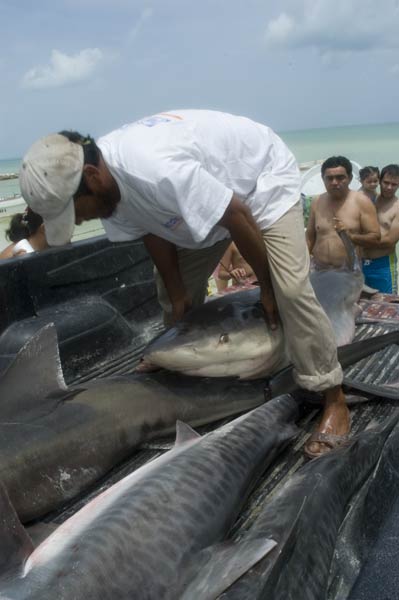 Fisherman loading dead sharks picture
